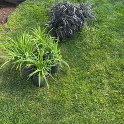 ribbon plant