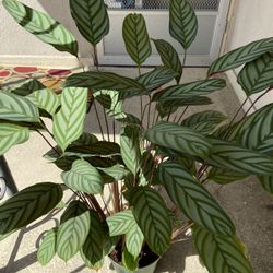 Calathea Setosa