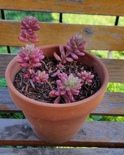 Bean Succulent