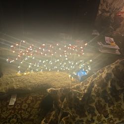 Season  Greeting Sign For  Christmas