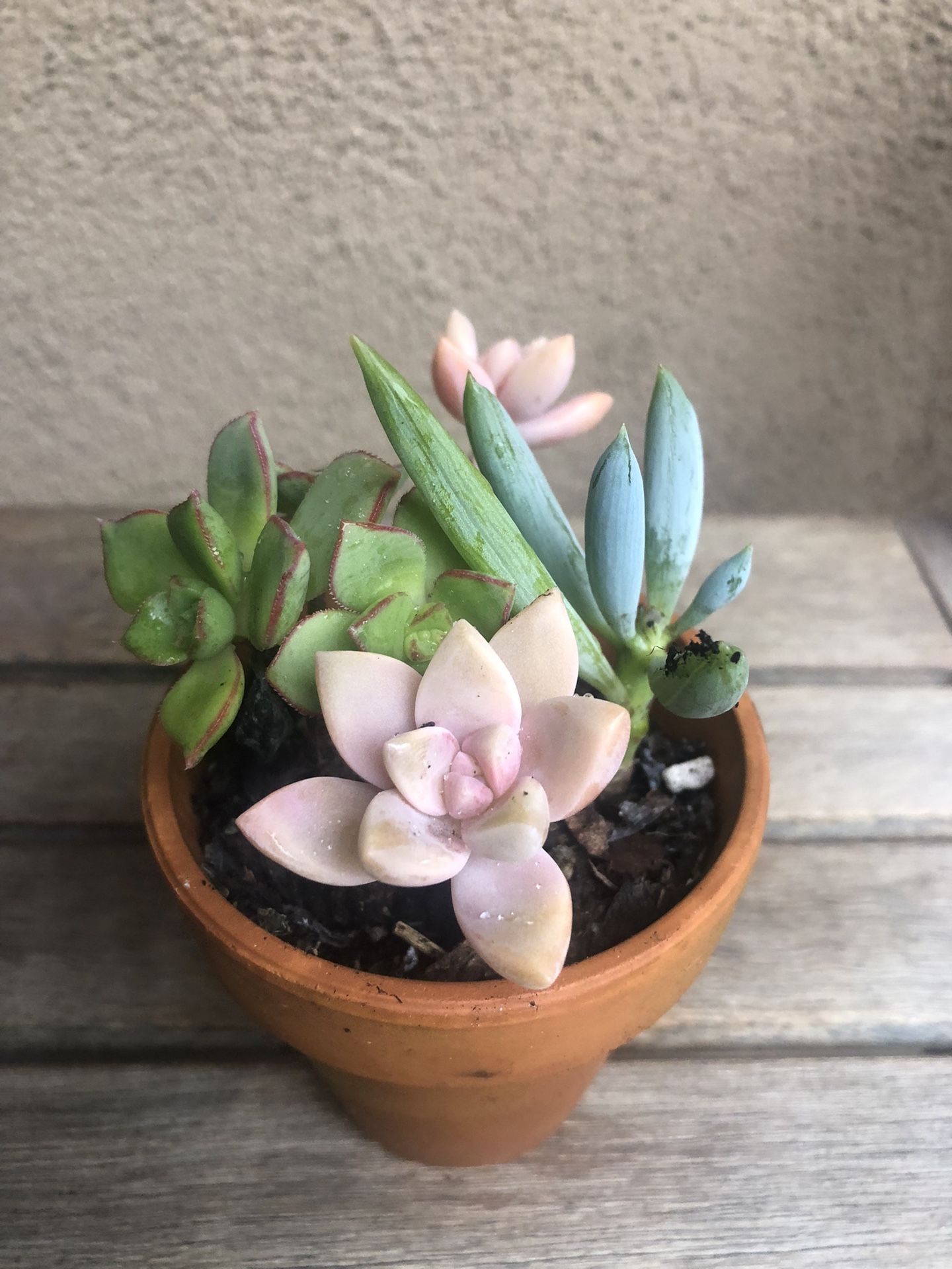 Succulent Arrangement In Clay Pot