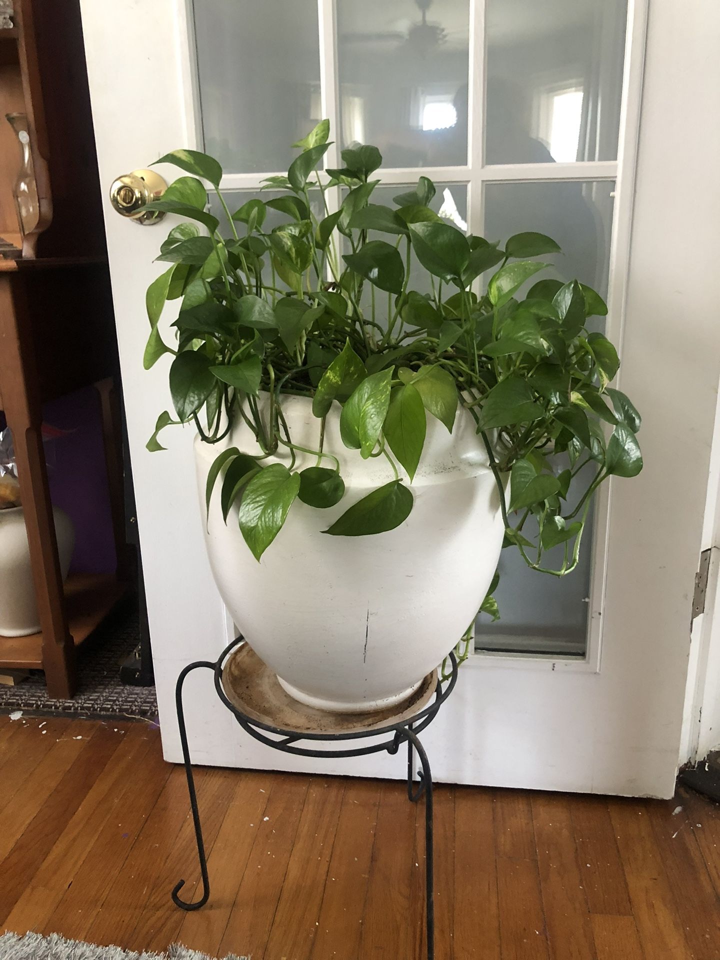 House Plant