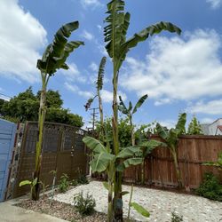 Banana Tree $20 
