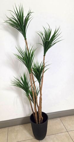 6ft Faux Spider Dracaena in a 15in (Tall) Black Resin Planter @ Lasting Creations