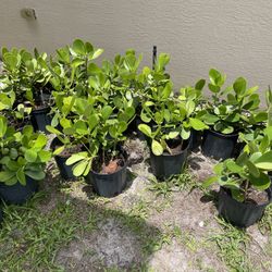 Clusias ( 3 gallons)