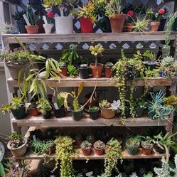 Plants (Cactus, Agave, Succulents)
