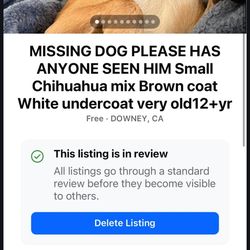 Missing dog