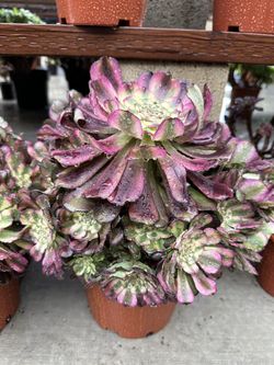 Aeonium