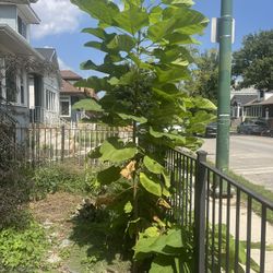 Free Catalpa Tree