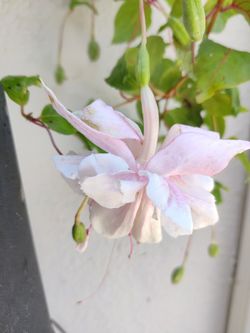 Live plant blooming 2-gal fuchsia beautiful double pedals light pink