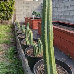 San Pedro Cactus