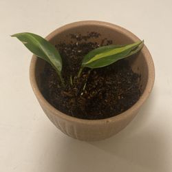 Heartleaf Philodendron start in glazed ceramic pot with drain
