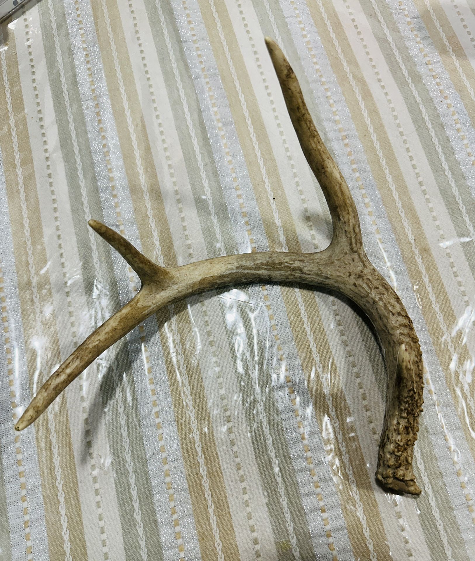 Antler Decoration