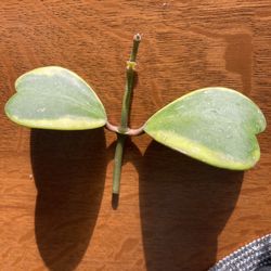 Hoya Kerri Variegated Plant 🌱 