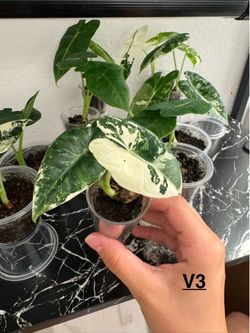 Alocasia Frydek Varigated