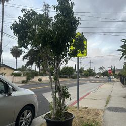 Plant For Sale
