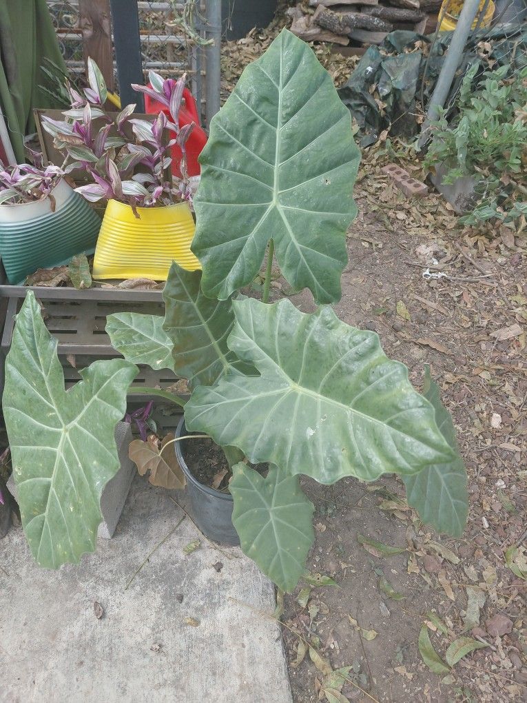 Elephant Ear Plant, Mayan Mask. 
