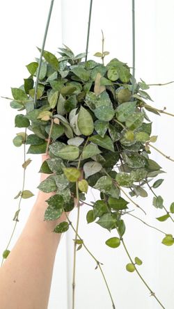 Hoya Krohniana Eskimo/Silver Splash Plant 6" Pot - Indoor House Plants 