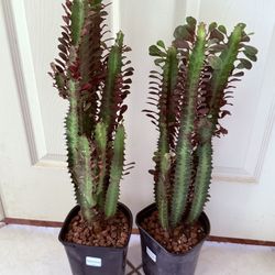 ♥️Euphorbia Royal Red Lucky PLANT❤️27” Height❤️PLS READ DESCRIPTION
