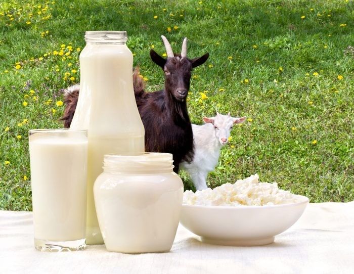 Goat Milk For Sale