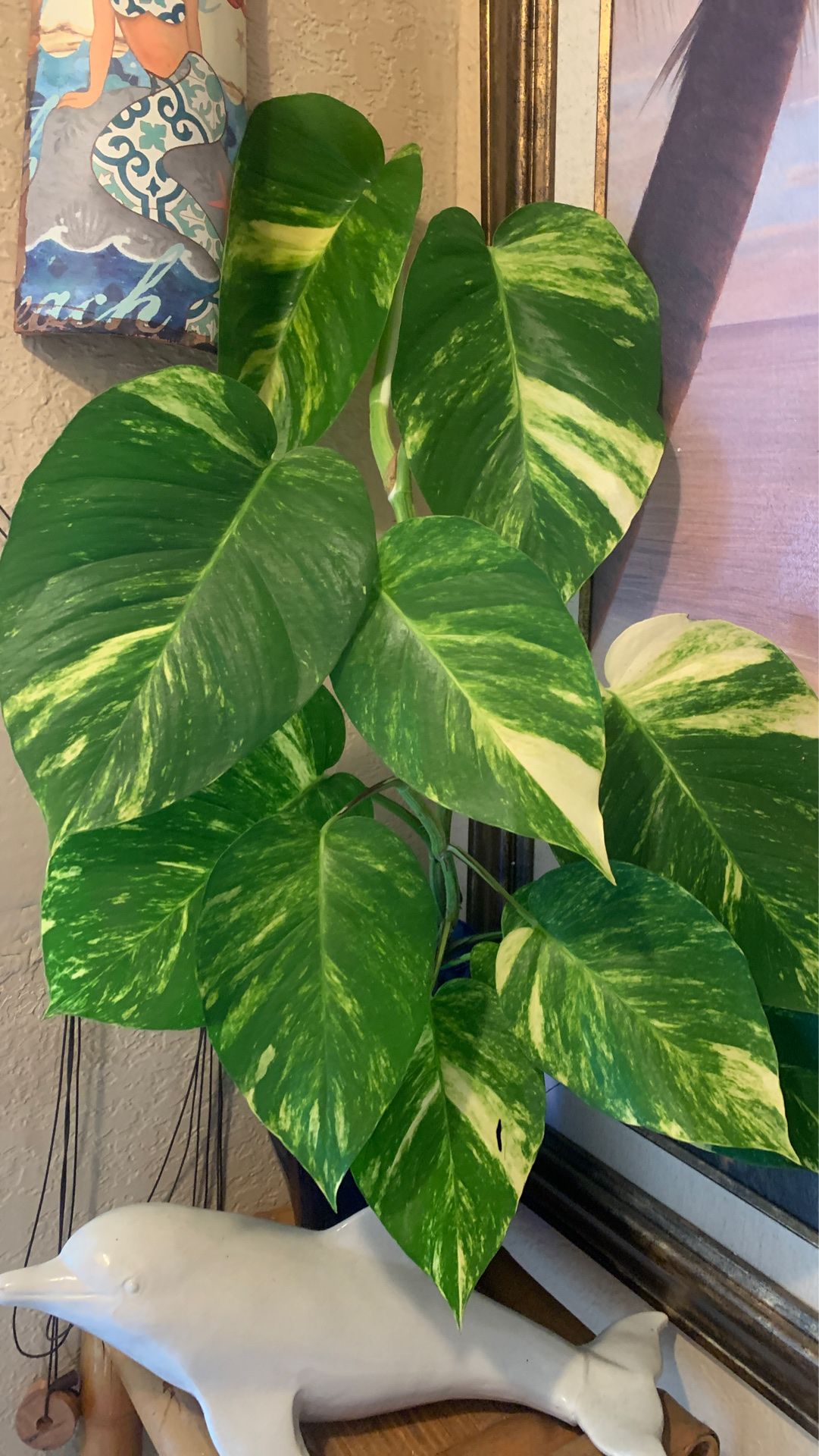Pothos Large leafed rooted cuttings live plants
