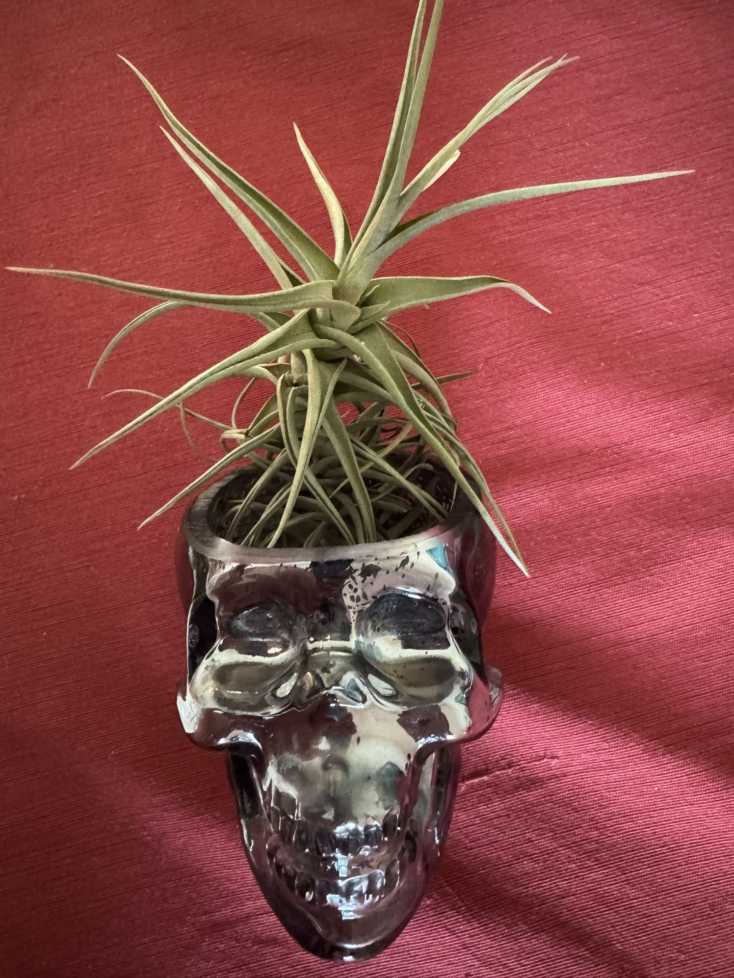 Skull Airplant