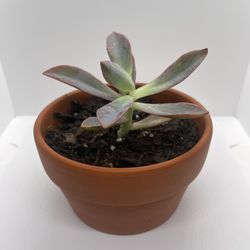 Adopt a Succulent – Premium Terracotta Pot