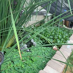Pond Plant For Sale