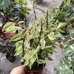 Xl Jacob’s Ladder Plant In 6” Pot 