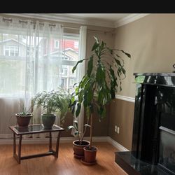 Indoor And Office Plants 