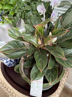 Pink Aglaonema Plant 
