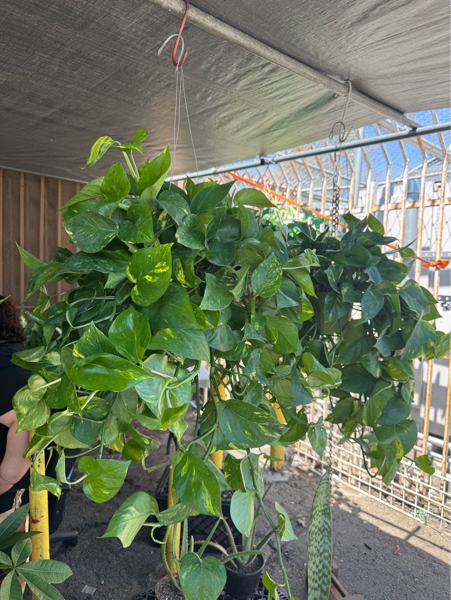 Pothos/ golden Ivy plant $25 each (6” pot)
