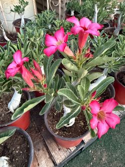 Desert Rose