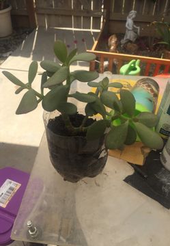 jade plant