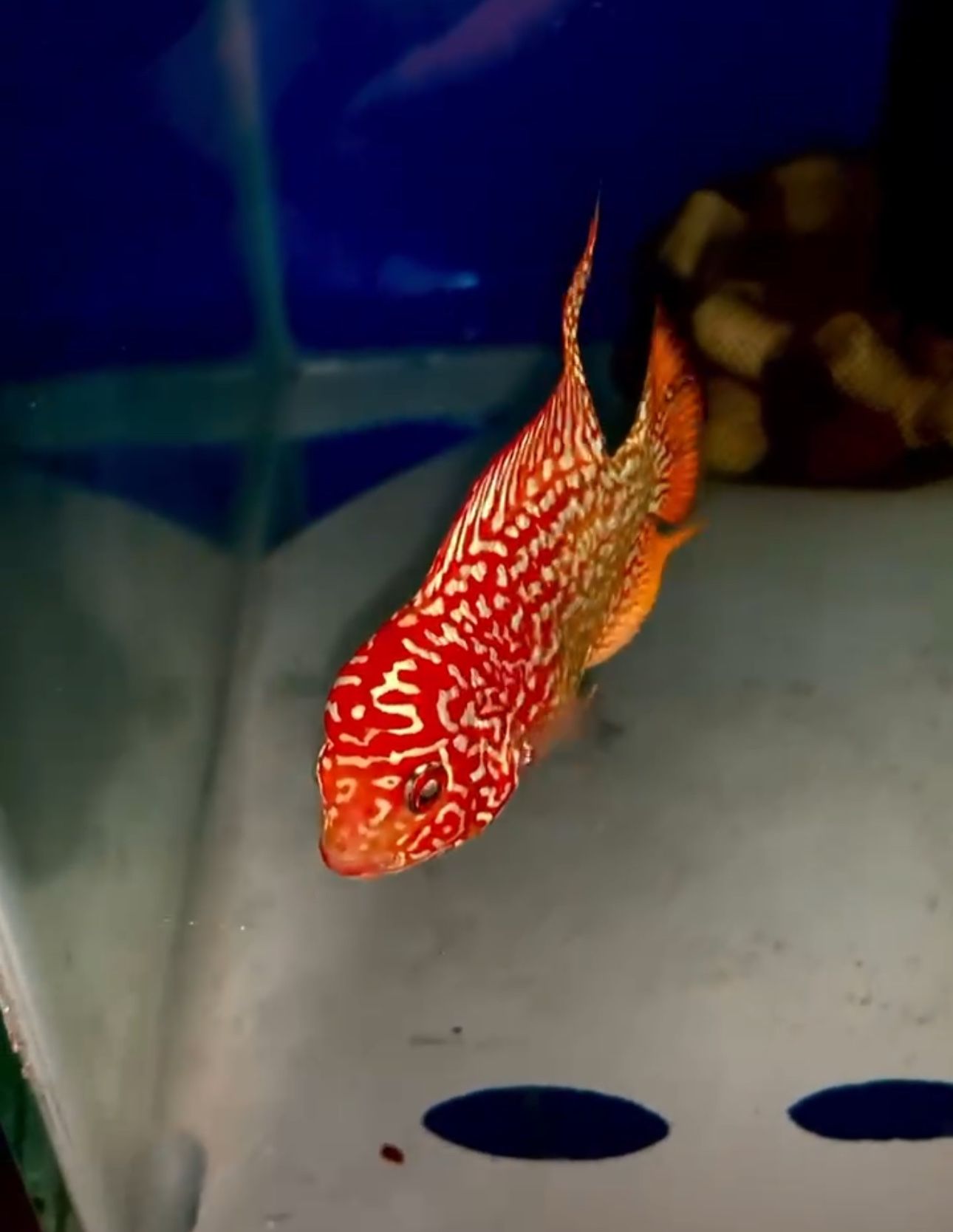 Flowerhorn Golden Base