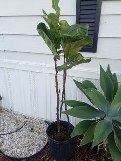 Fiddle-leaf figs