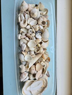 Tray of small shells