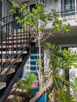 Free Ficus Tree and Aloe Vera Plant