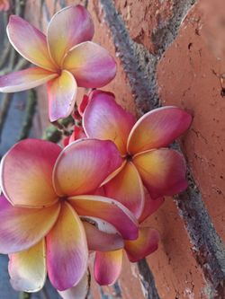 Weekend plumeria SALE clippings