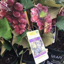 Concord Grape Fully Grown Plant In 2 Gallon Pot