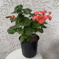 1 Gallon Pot - Horseshoe Geranium - Pelargonium Zonale - Indoor Outdoor Plant - Hot Pink Flowers - Stablished Plant - Drought Resistant - 🪴🌷🪴