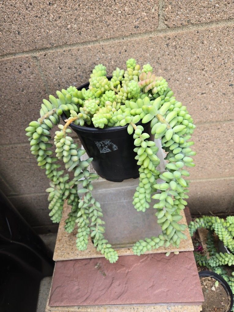 Donkey Tail Succulent