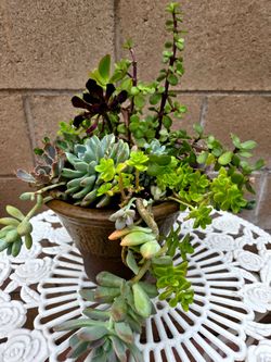 Decoration Suculents Plants