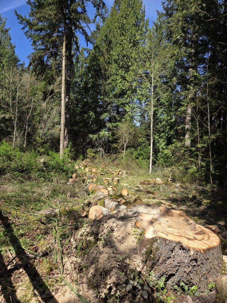 Fresh Cut Maple $150 Per Load Deliver