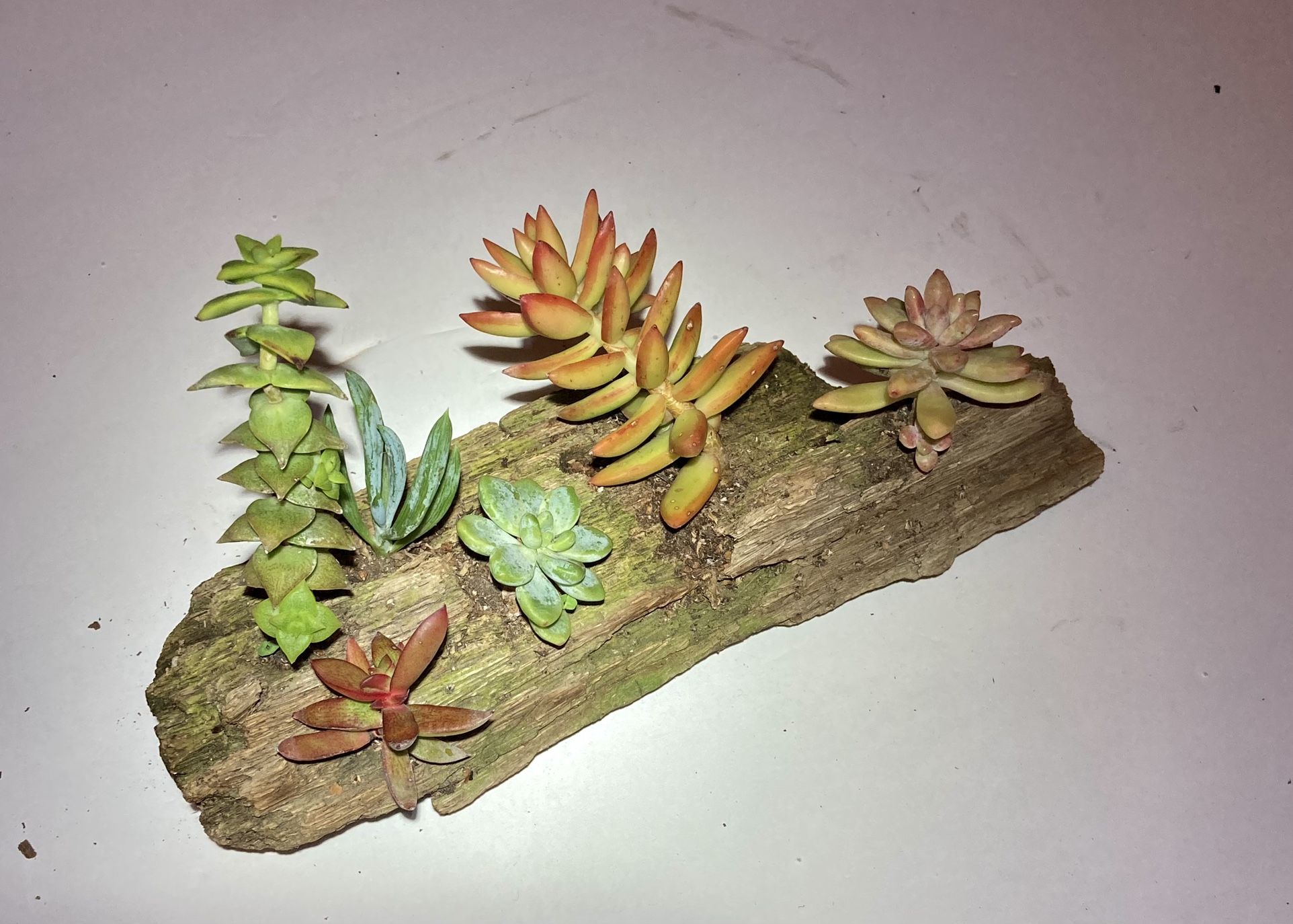 Succulent Driftwood Planter Decoration