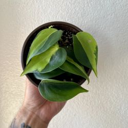 Brazil Philodendron 