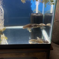 Fish Tank 