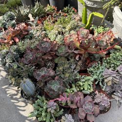 Succulent Plants 