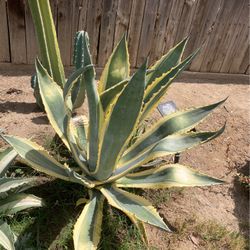 Agave Plant Maguey 
