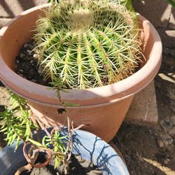 Barrel cactus plant